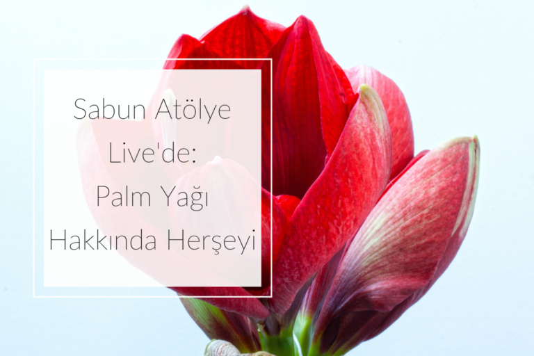 Palm Yağı Hakkında