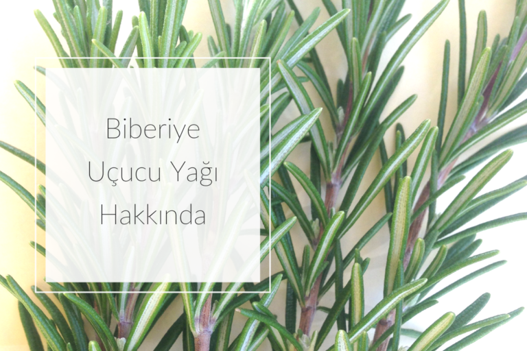 Biberiye Uçucu Yağı Hakkında